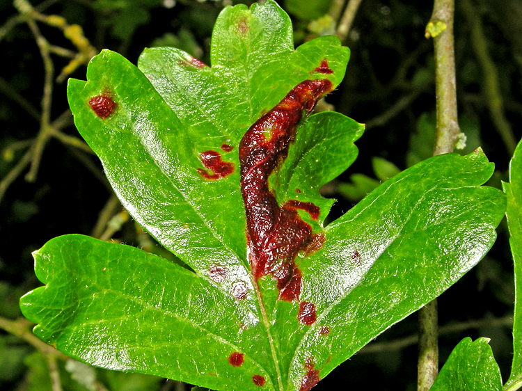 possible Cacopsylla peregrina leaf damage